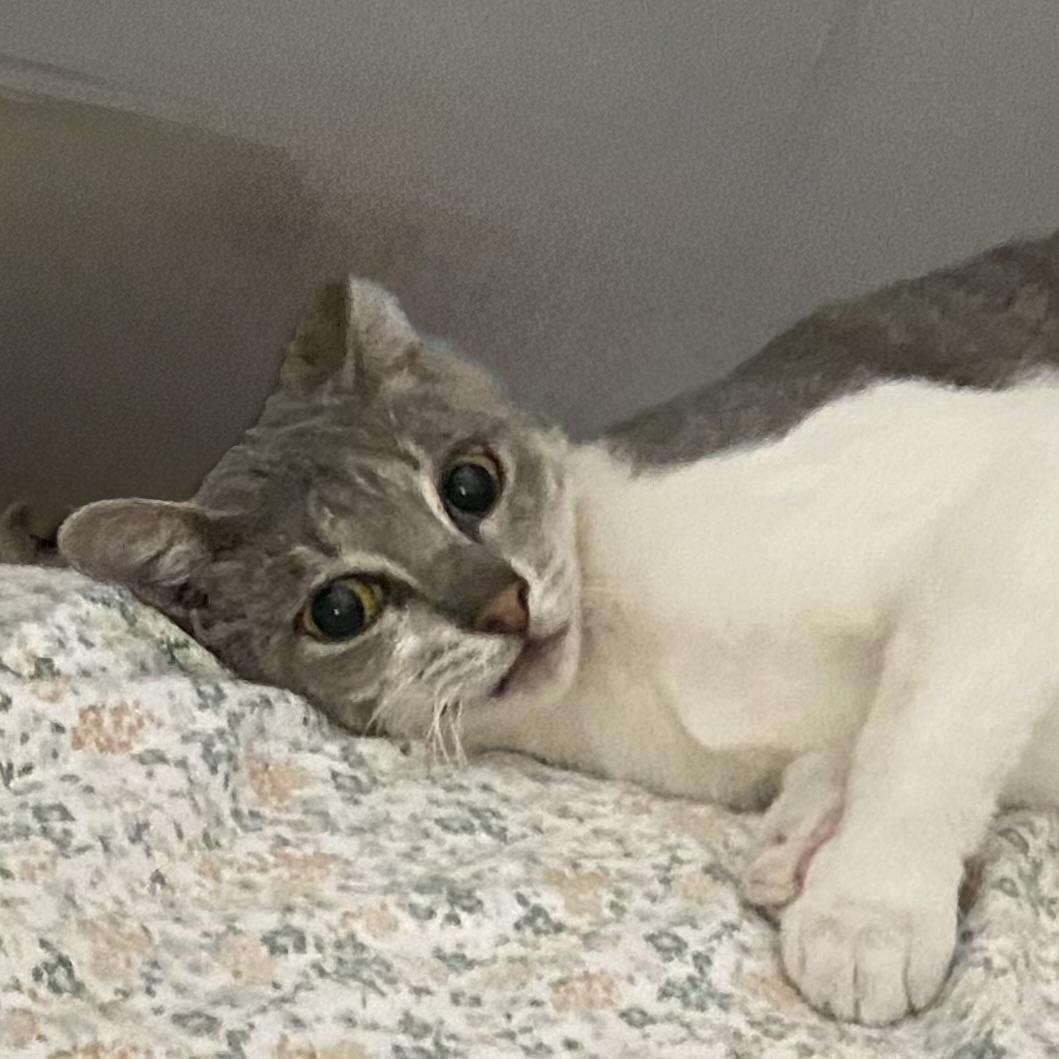 Enlarge Clickbait, a Adoptable mixed breed in Dodge City, KS image 3/4