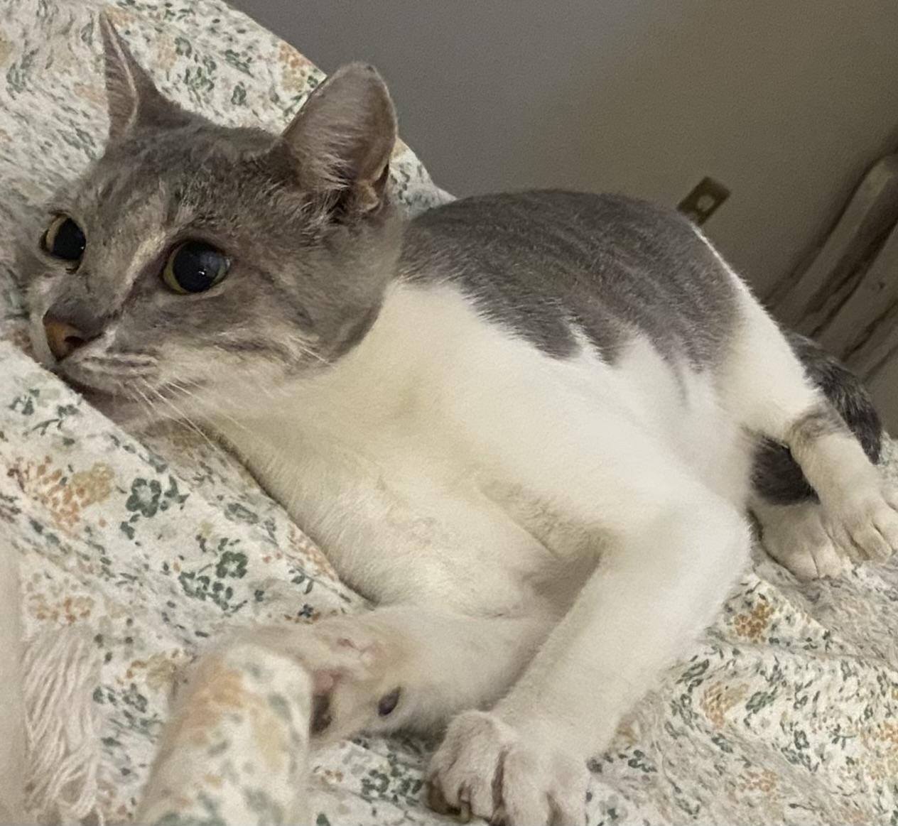 Enlarge Clickbait, a Adoptable mixed breed in Dodge City, KS image 2/4