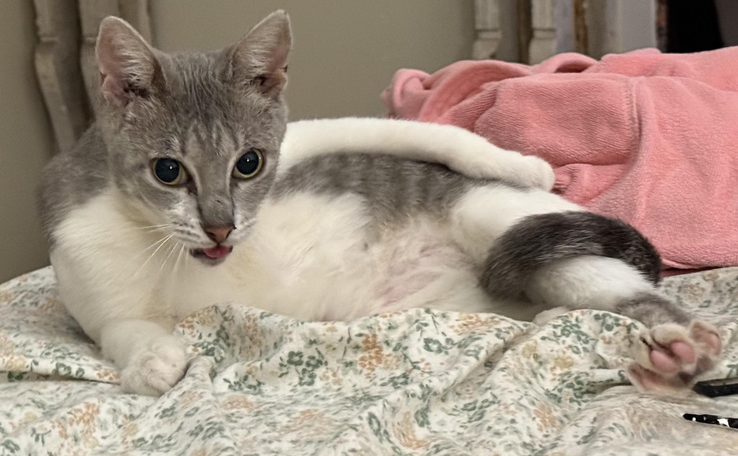 Enlarge Clickbait, a Adoptable mixed breed in Dodge City, KS image 4/4