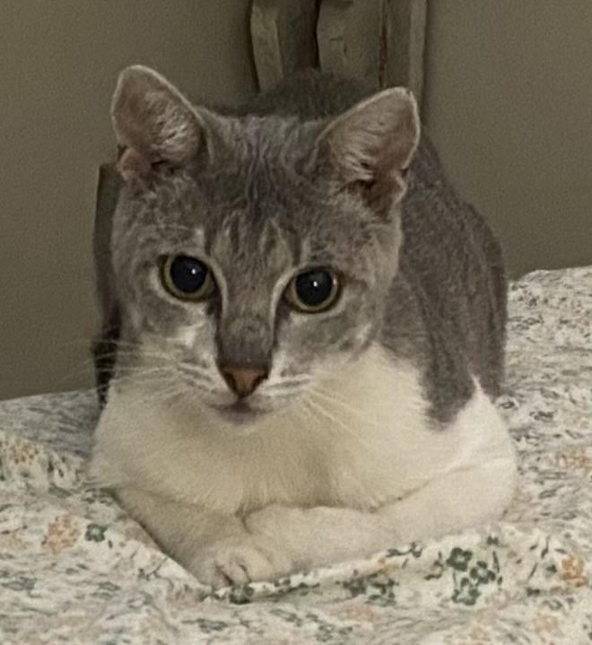 Clickbait, Adoptable, Kitten Female American Shorthair.