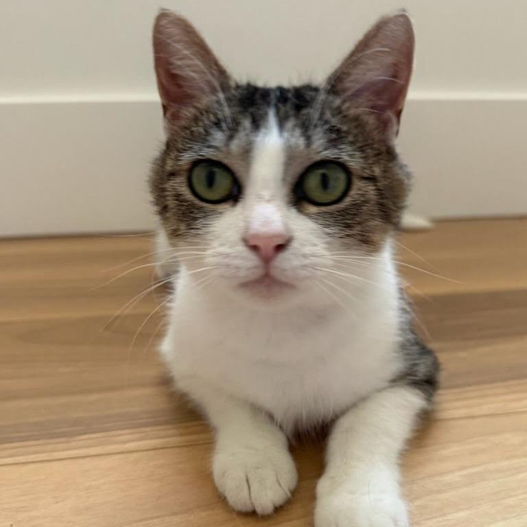 Roxy (Critter Barn), a Adoptable Domestic Short Hair in West Olive, MI image 1/5