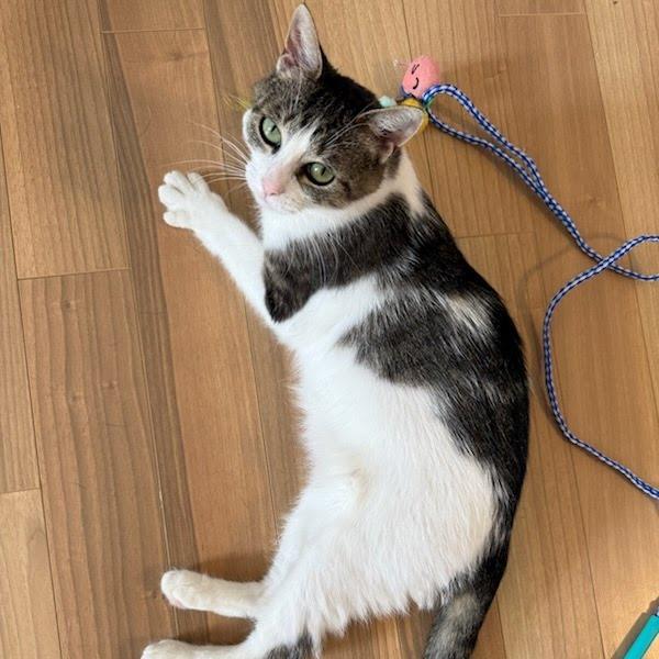 Roxy (Critter Barn), a Adoptable Domestic Short Hair in West Olive, MI image 2/5