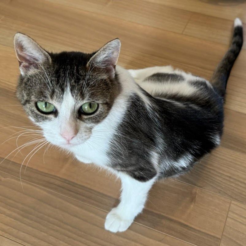Roxy (Critter Barn), a Adoptable Domestic Short Hair in West Olive, MI image 3/5