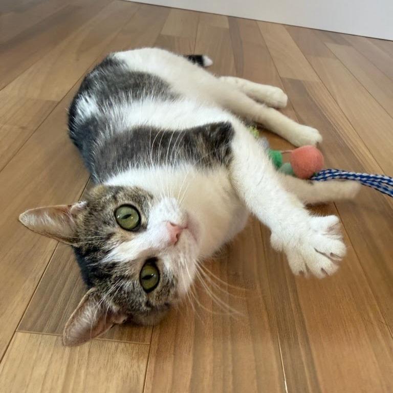 Roxy (Critter Barn), a Adoptable Domestic Short Hair in West Olive, MI image 4/5