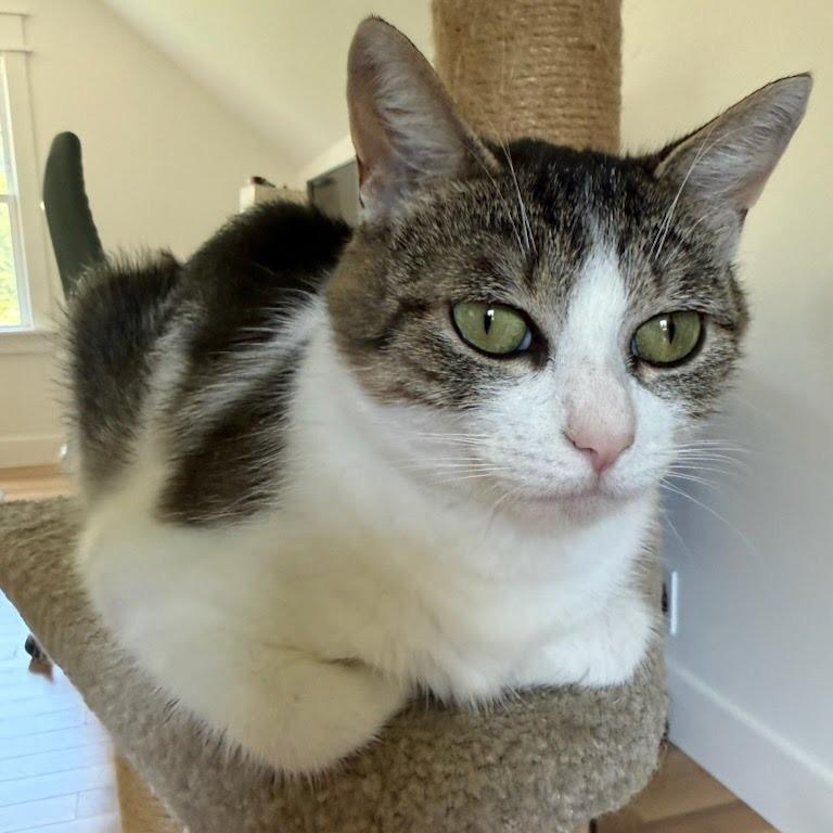 Roxy (Critter Barn), a Adoptable Domestic Short Hair in West Olive, MI image 5/5