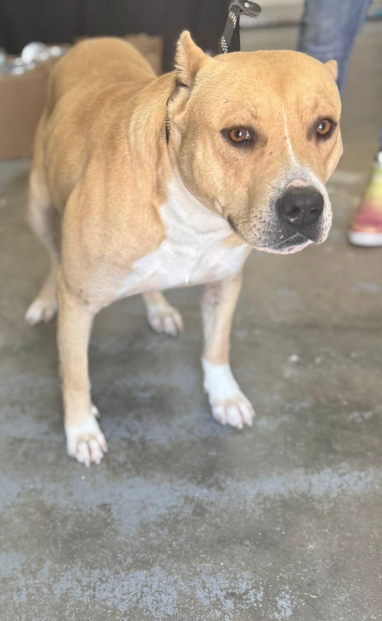 Toad, ADOPTABLE, Young Male American Bully.