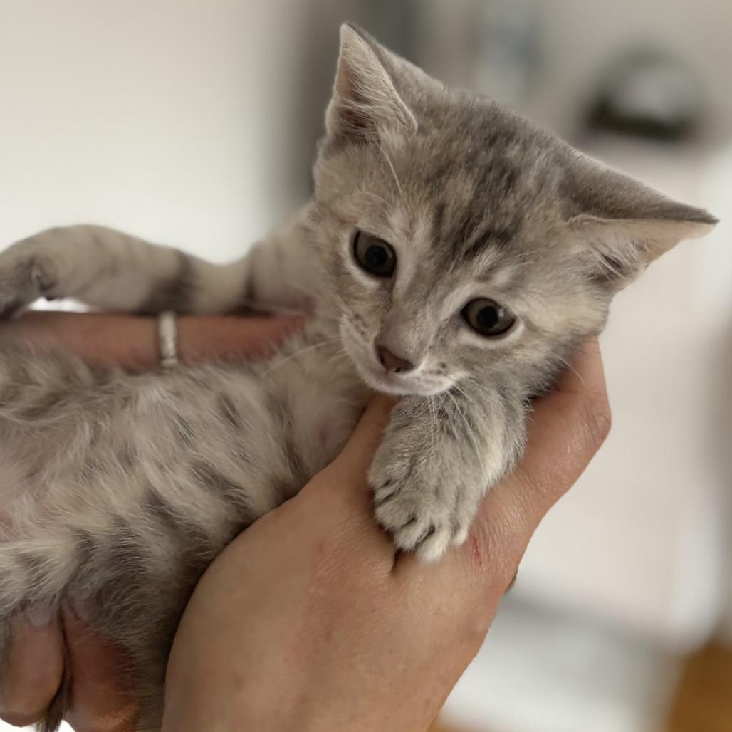 Spring (IN TRIAL ADOPTION), a ADOPTABLE Domestic Short Hair in Nantucket, MA image 2/2