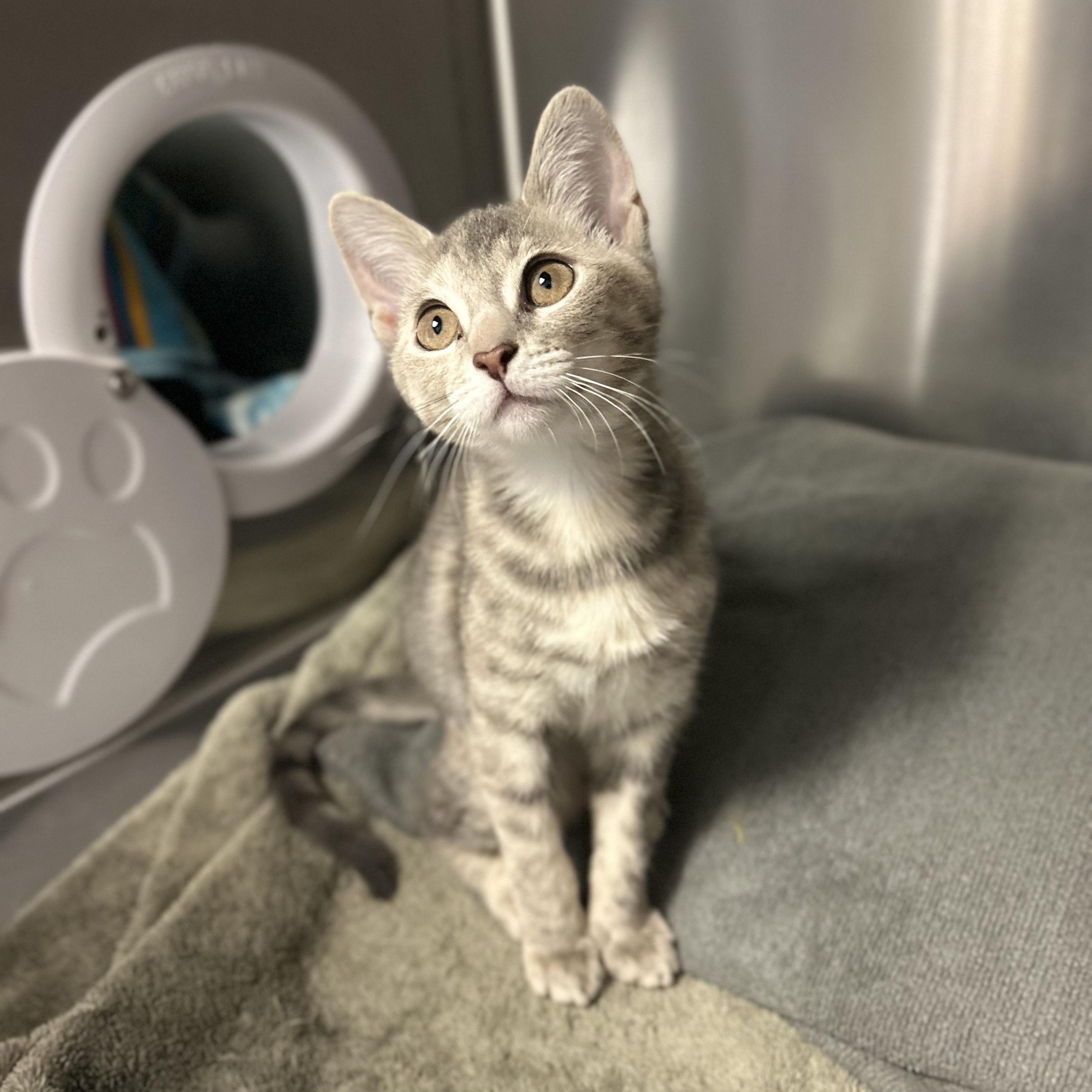 Spring (IN TRIAL ADOPTION), a ADOPTABLE Domestic Short Hair in Nantucket, MA image 1/2
