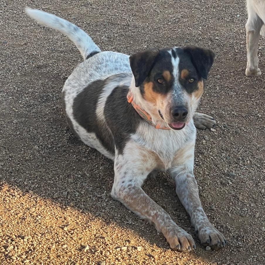 Leo, Adoptable, Adult Male Mixed Breed.