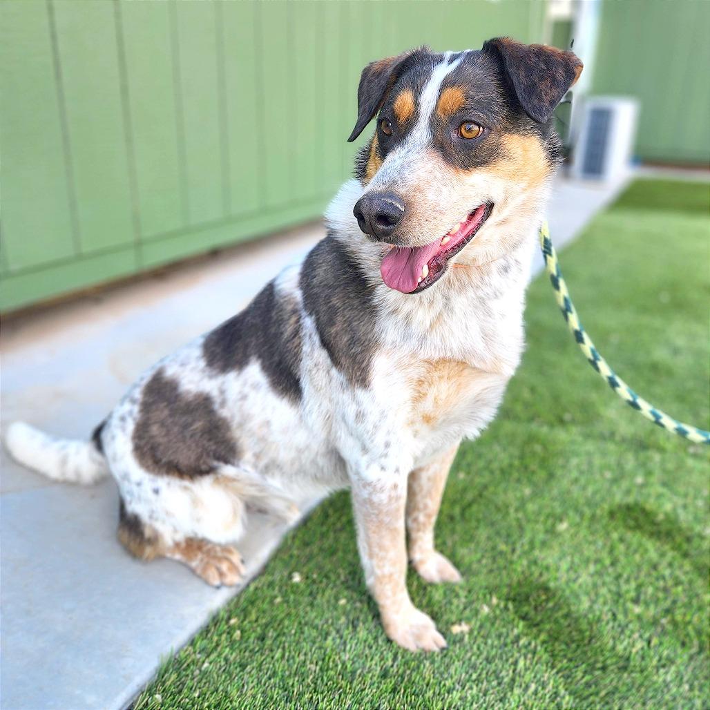 Enlarge Leo, a Adoptable Mixed Breed in Prescott, AZ image 2/6