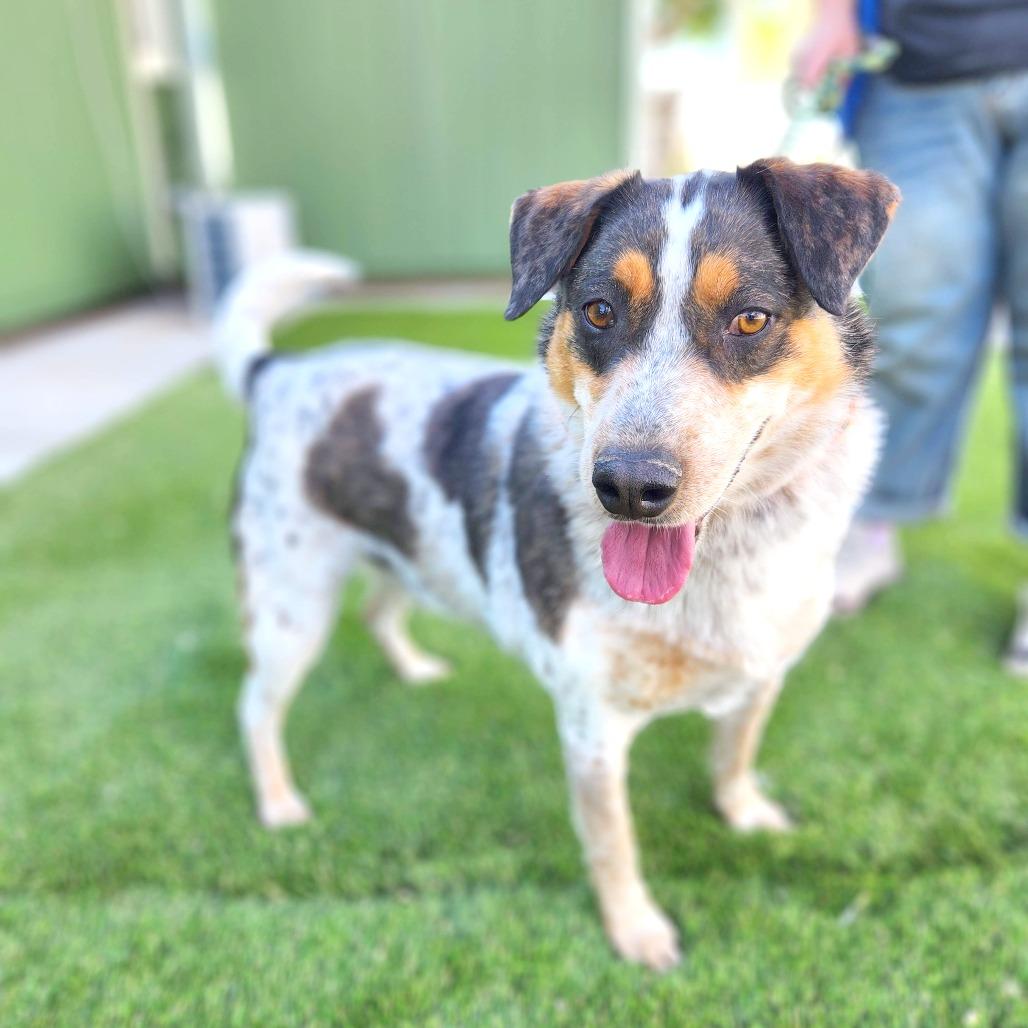 Enlarge Leo, a Adoptable Mixed Breed in Prescott, AZ image 4/6