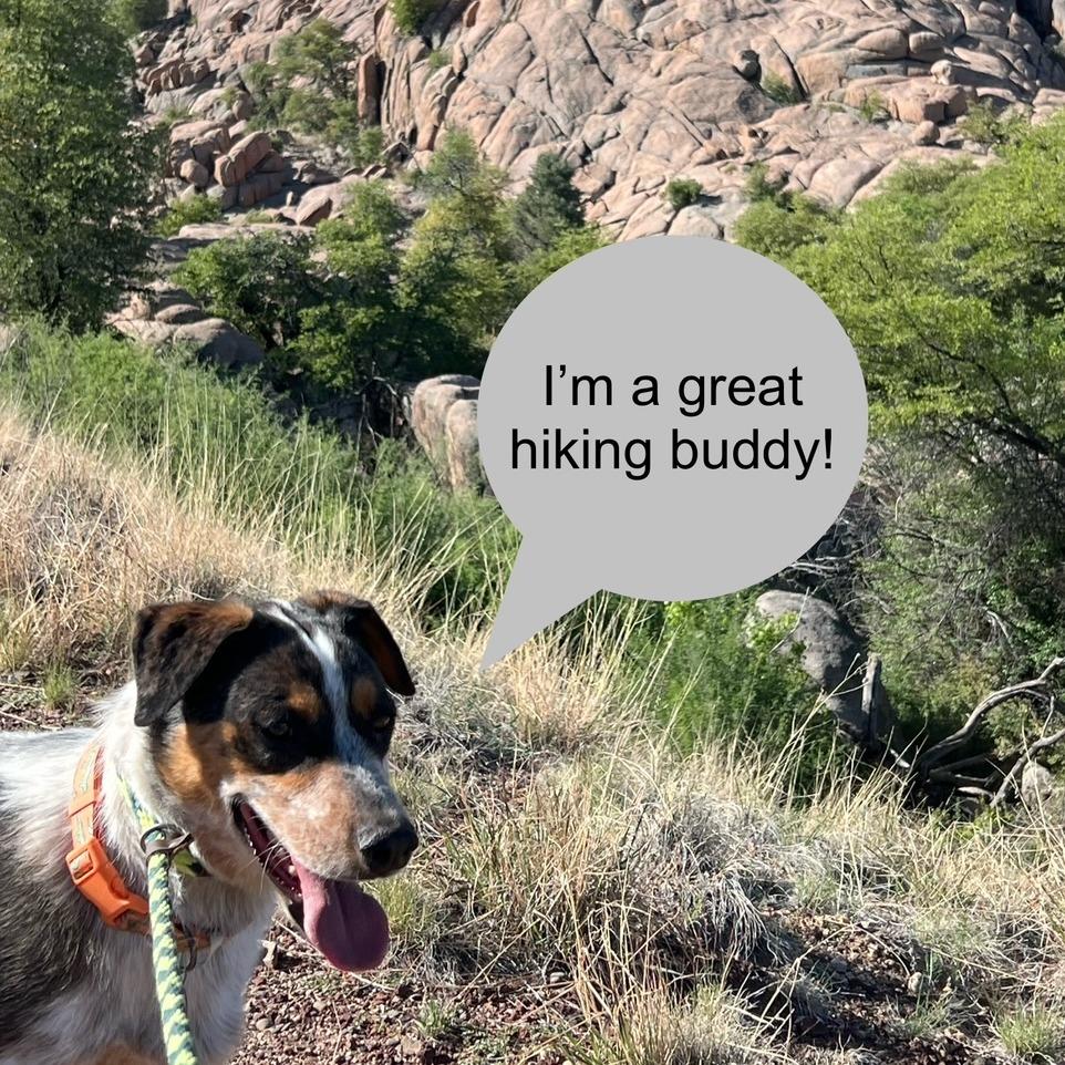 Enlarge Leo, a Adoptable Mixed Breed in Prescott, AZ image 5/6