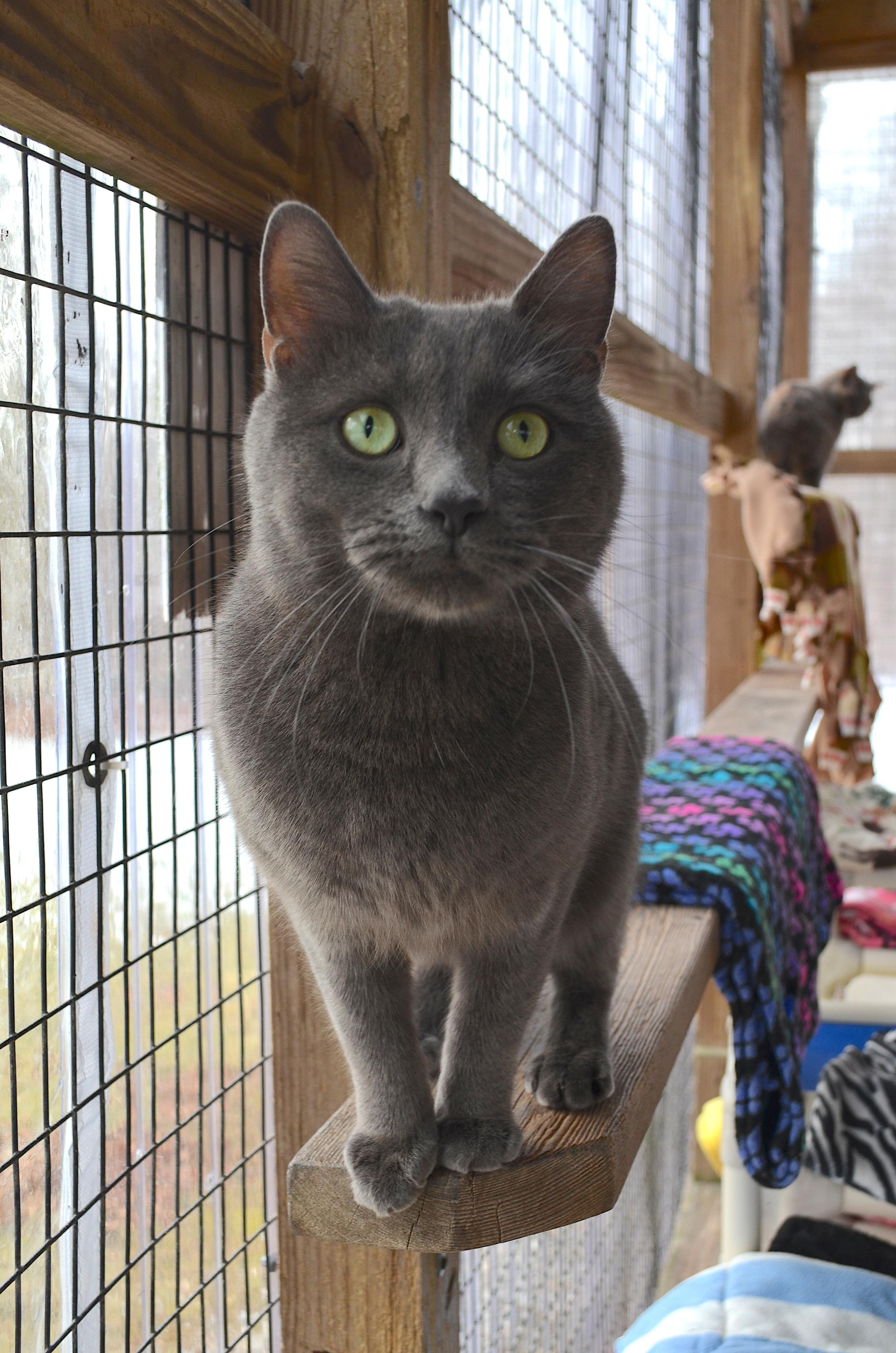 Sterling, a ADOPTABLE Domestic Short Hair in Westbrook, CT image 2/6
