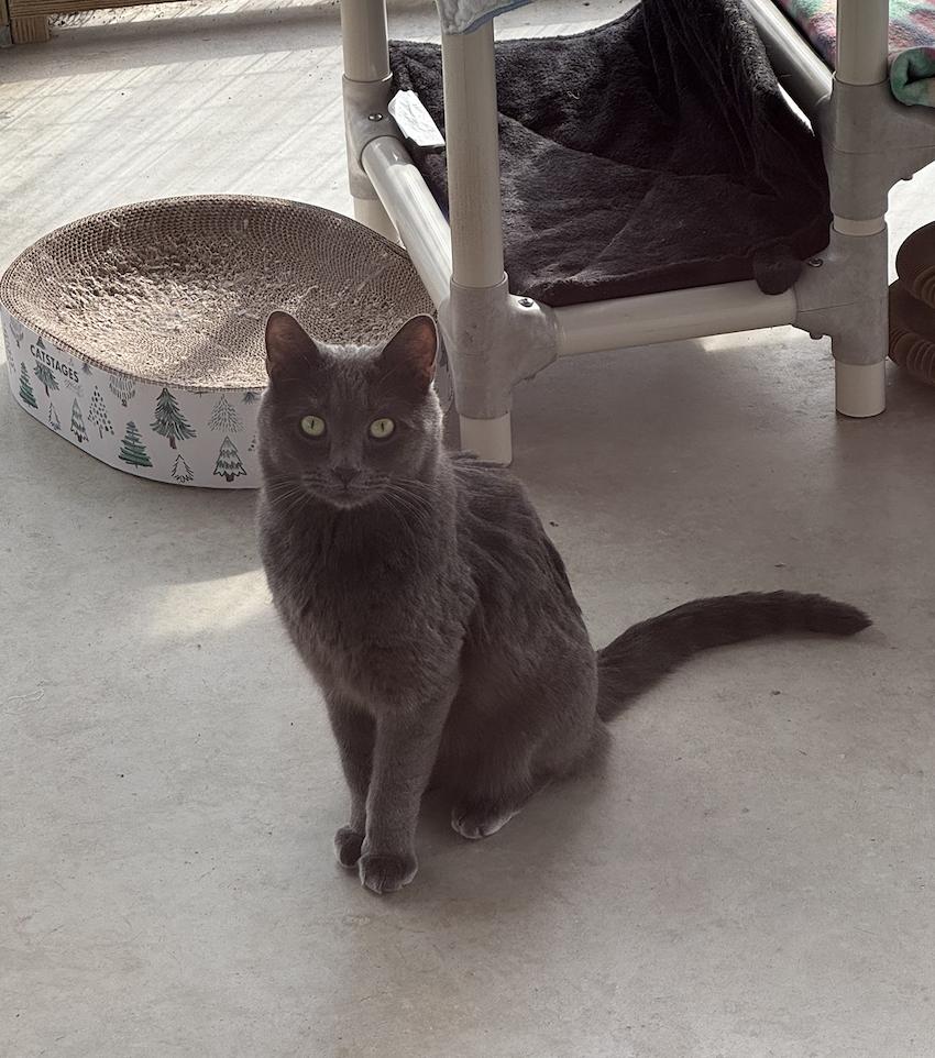 Sterling, a ADOPTABLE Domestic Short Hair in Westbrook, CT image 6/6