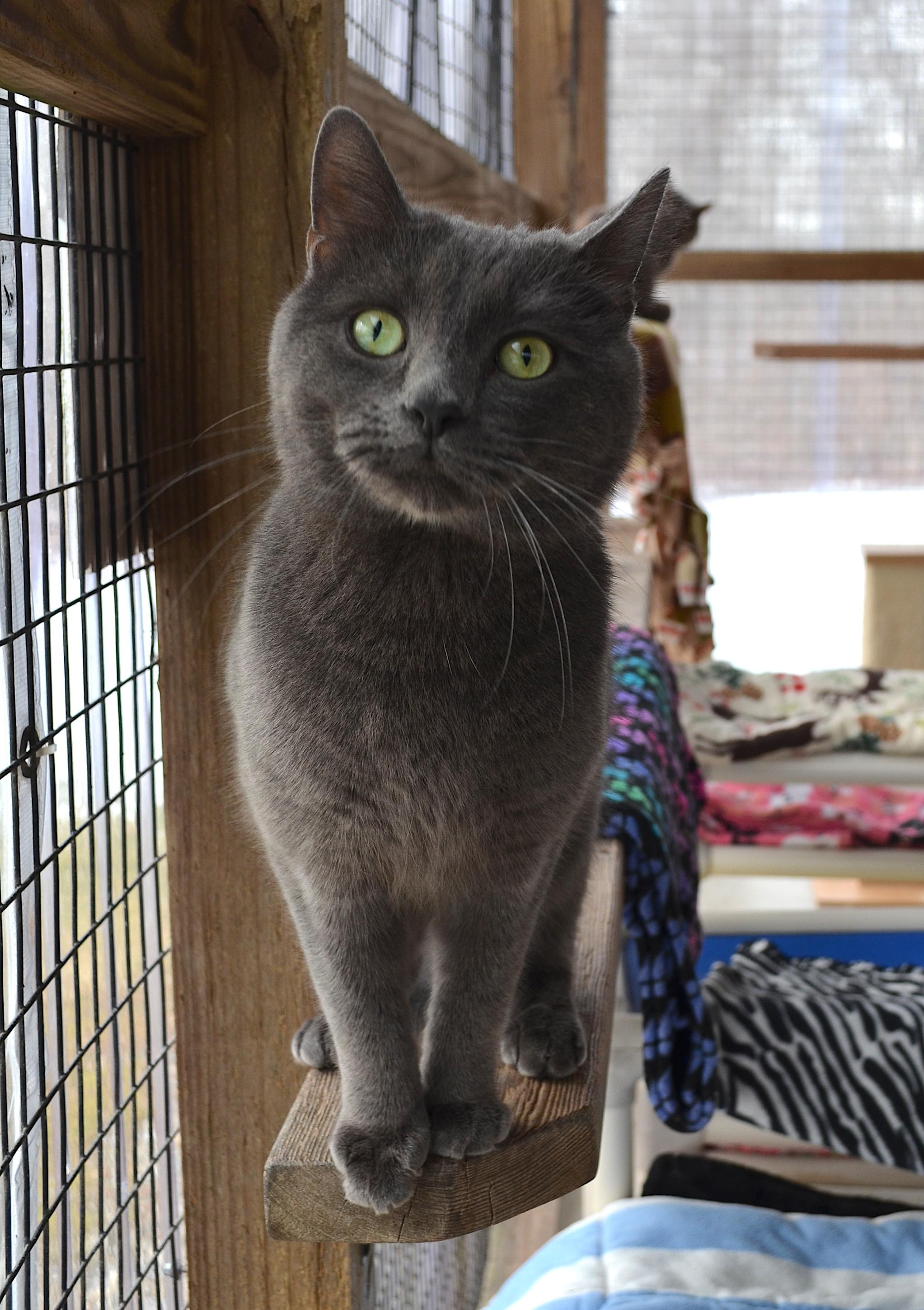 Sterling, ADOPTABLE, Adult Male Domestic Short Hair.