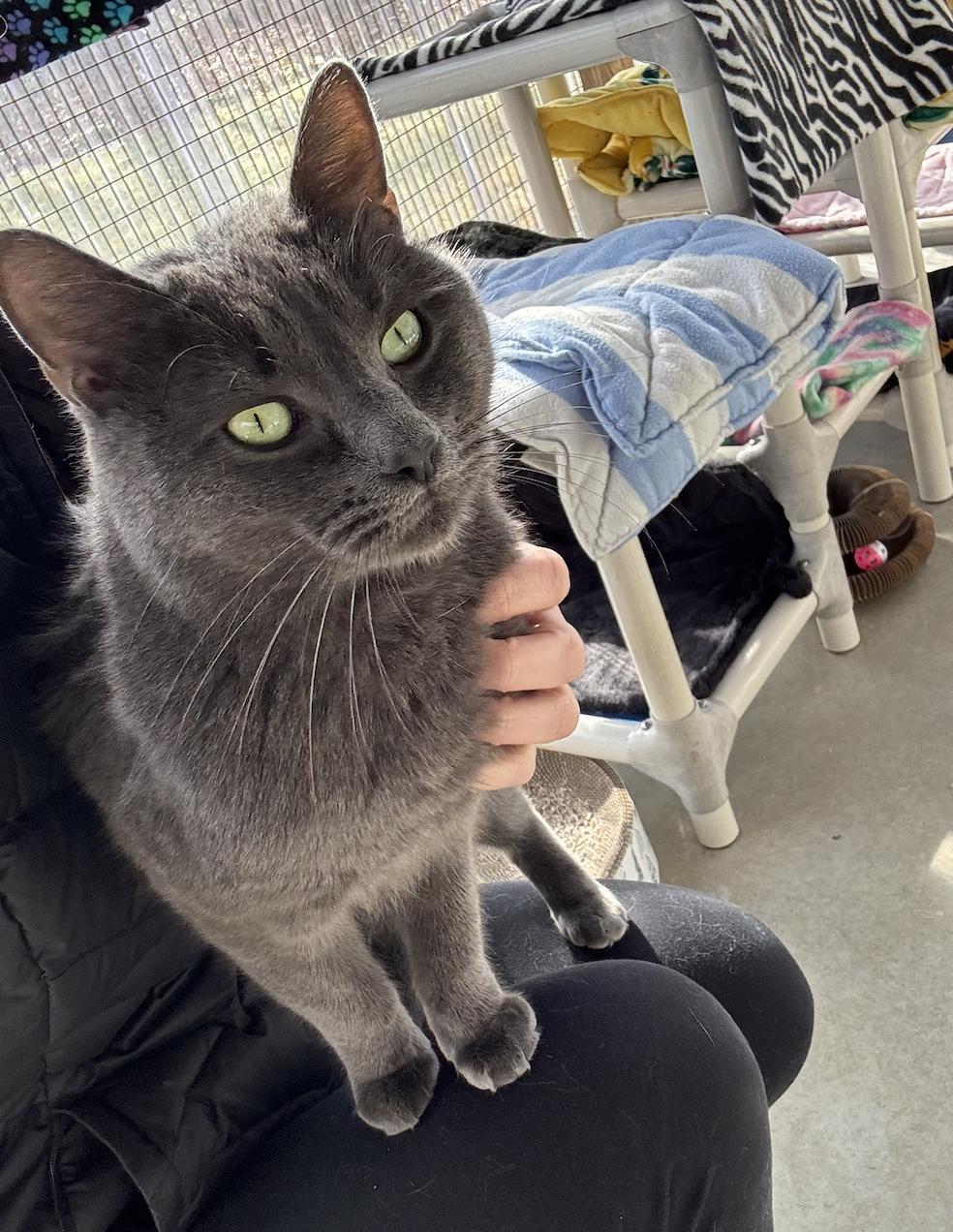 Sterling, a ADOPTABLE Domestic Short Hair in Westbrook, CT image 5/6