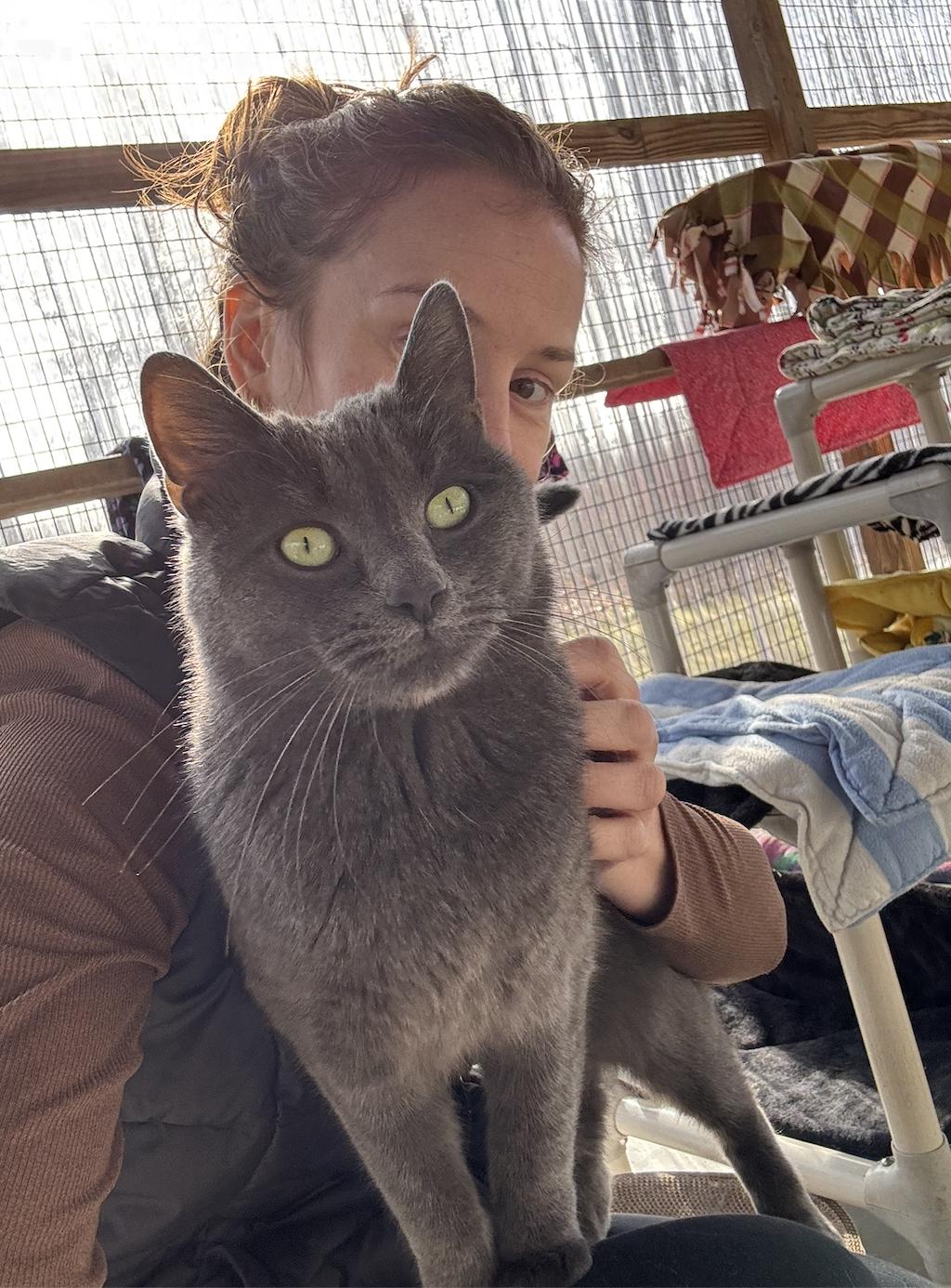 Sterling, a ADOPTABLE Domestic Short Hair in Westbrook, CT image 4/6