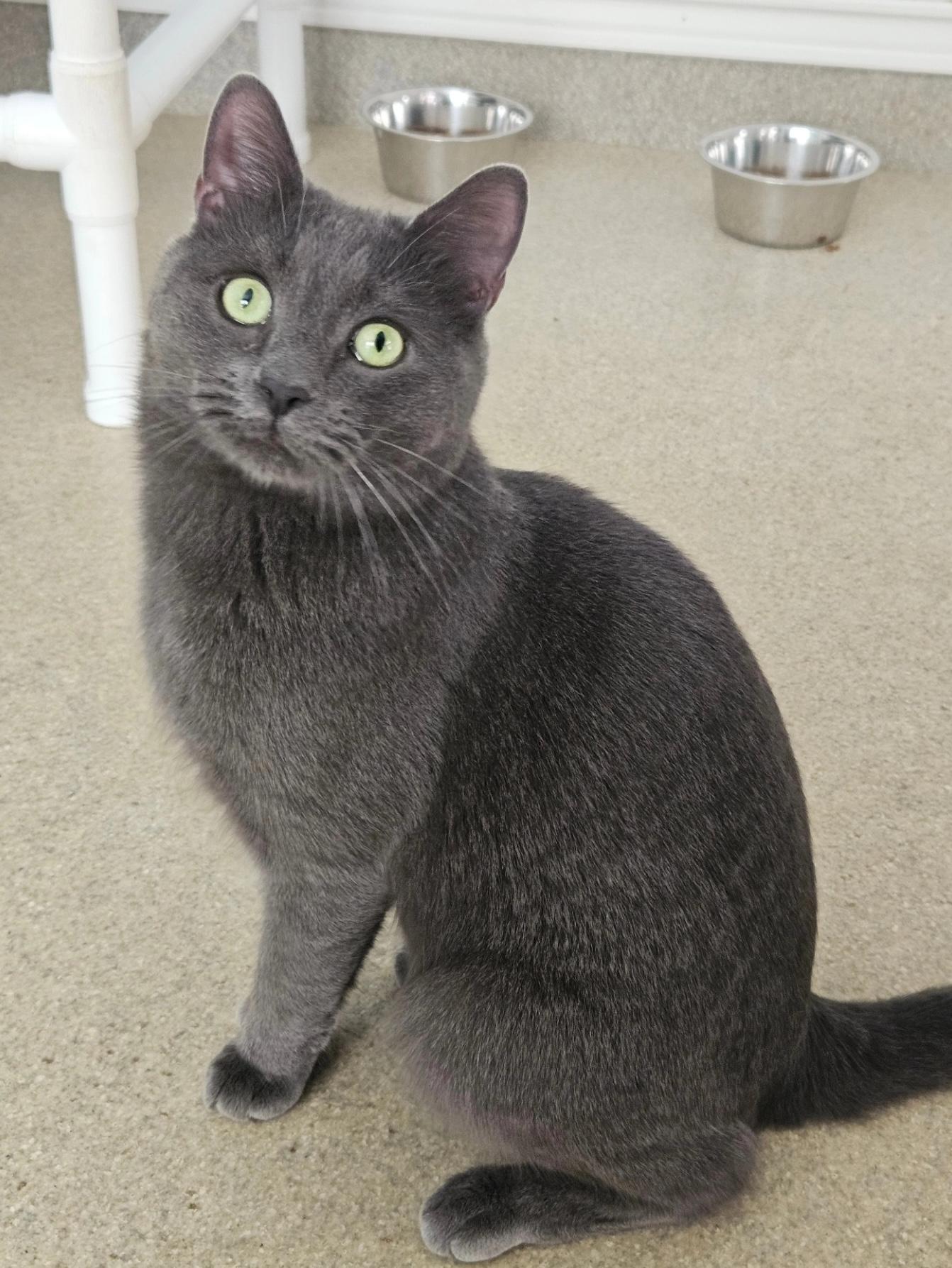 Sterling, an adopted Domestic Short Hair in Westbrook, CT image 1/6