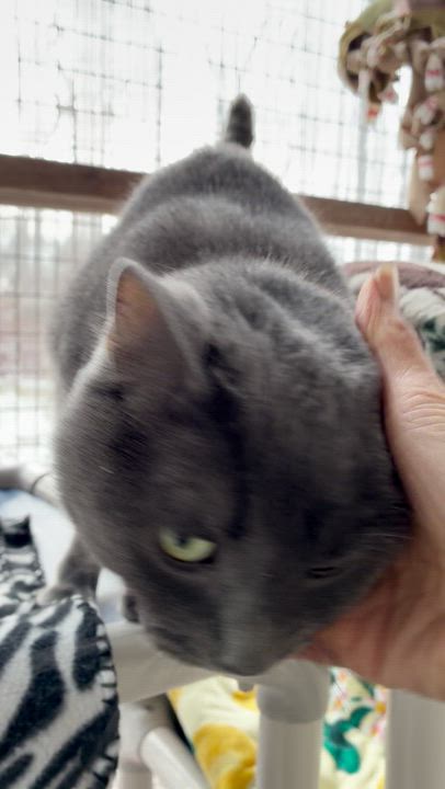 Enlarge Sterling, a ADOPTABLE Domestic Short Hair in Westbrook, CT video 3/6