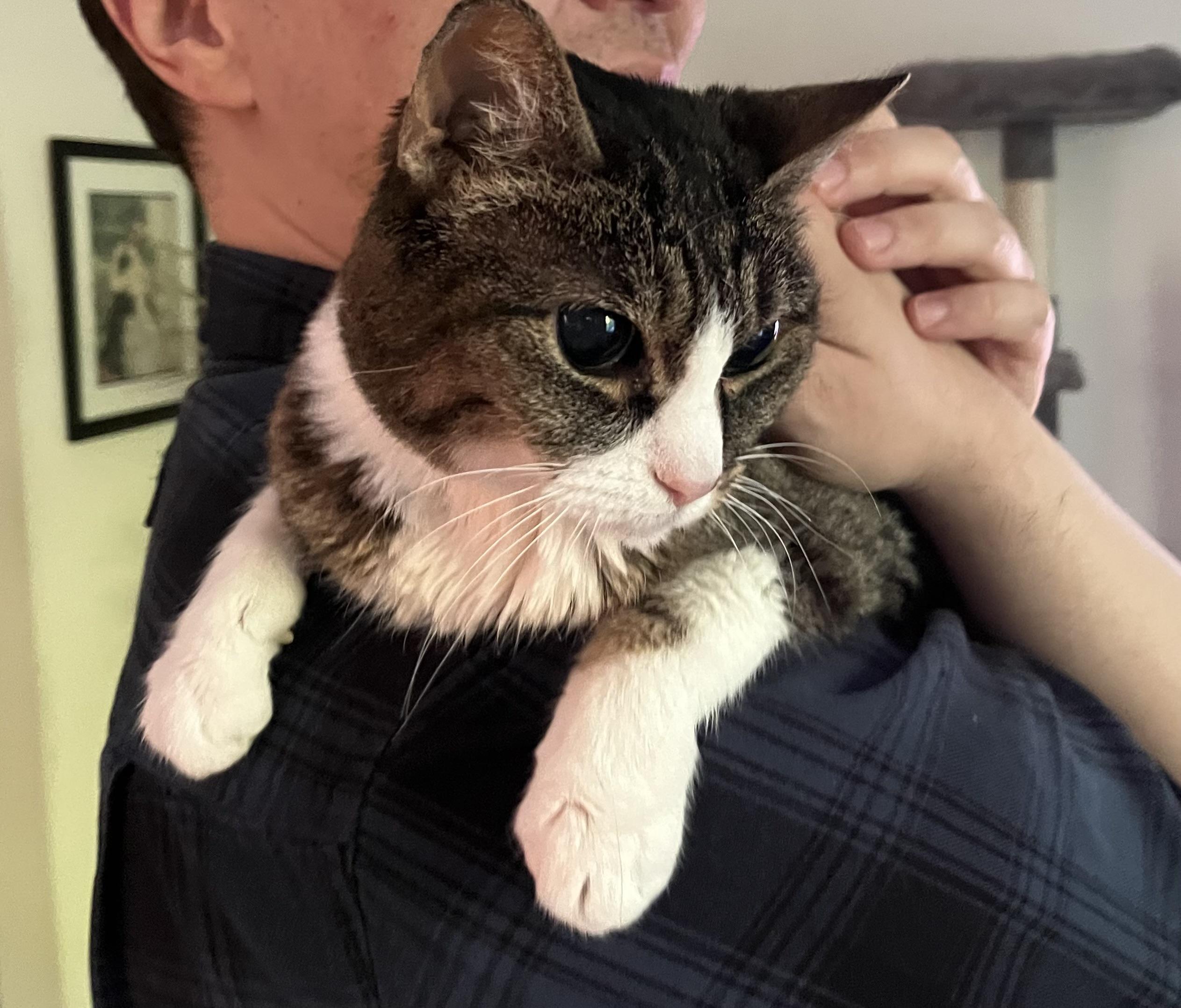 Enlarge Eloise, a ADOPTABLE Domestic Short Hair in Chicago, IL image 3/5