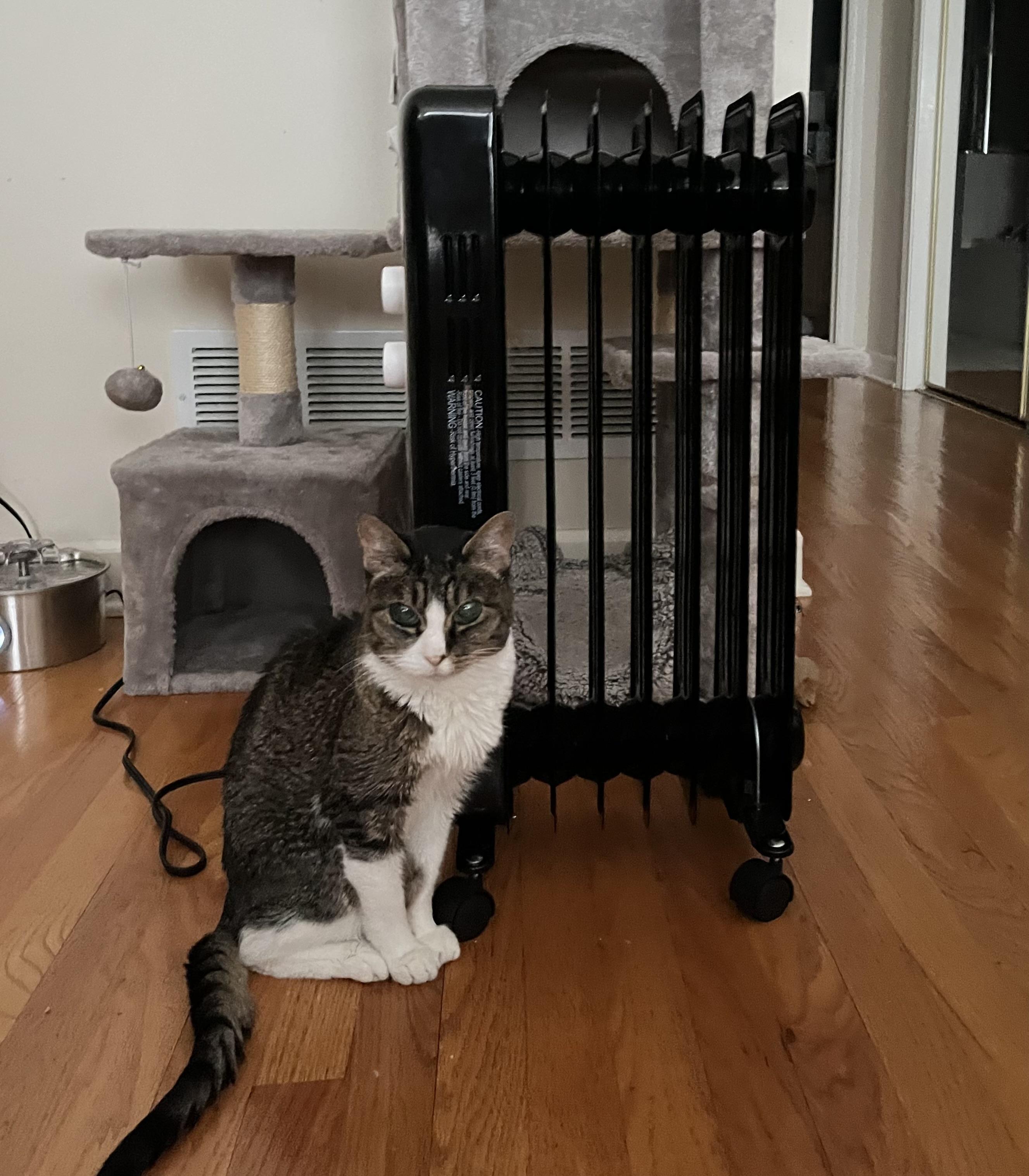 Enlarge Eloise, a ADOPTABLE Domestic Short Hair in Chicago, IL image 2/5