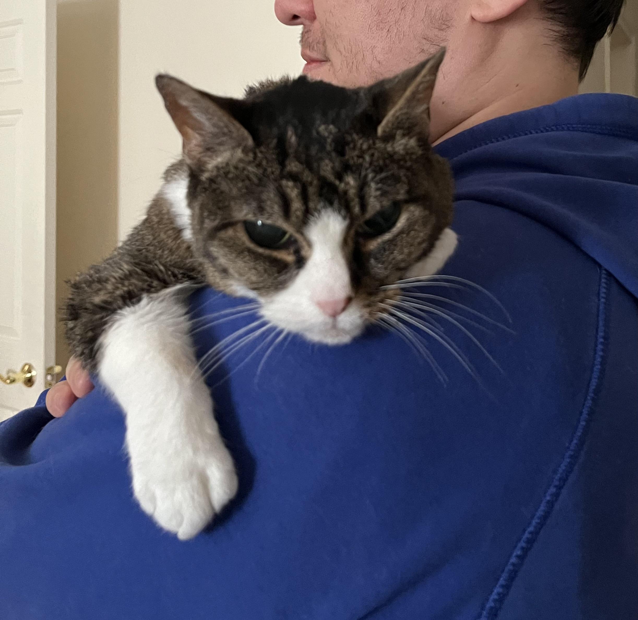 Eloise, ADOPTABLE, Senior Female Domestic Short Hair.
