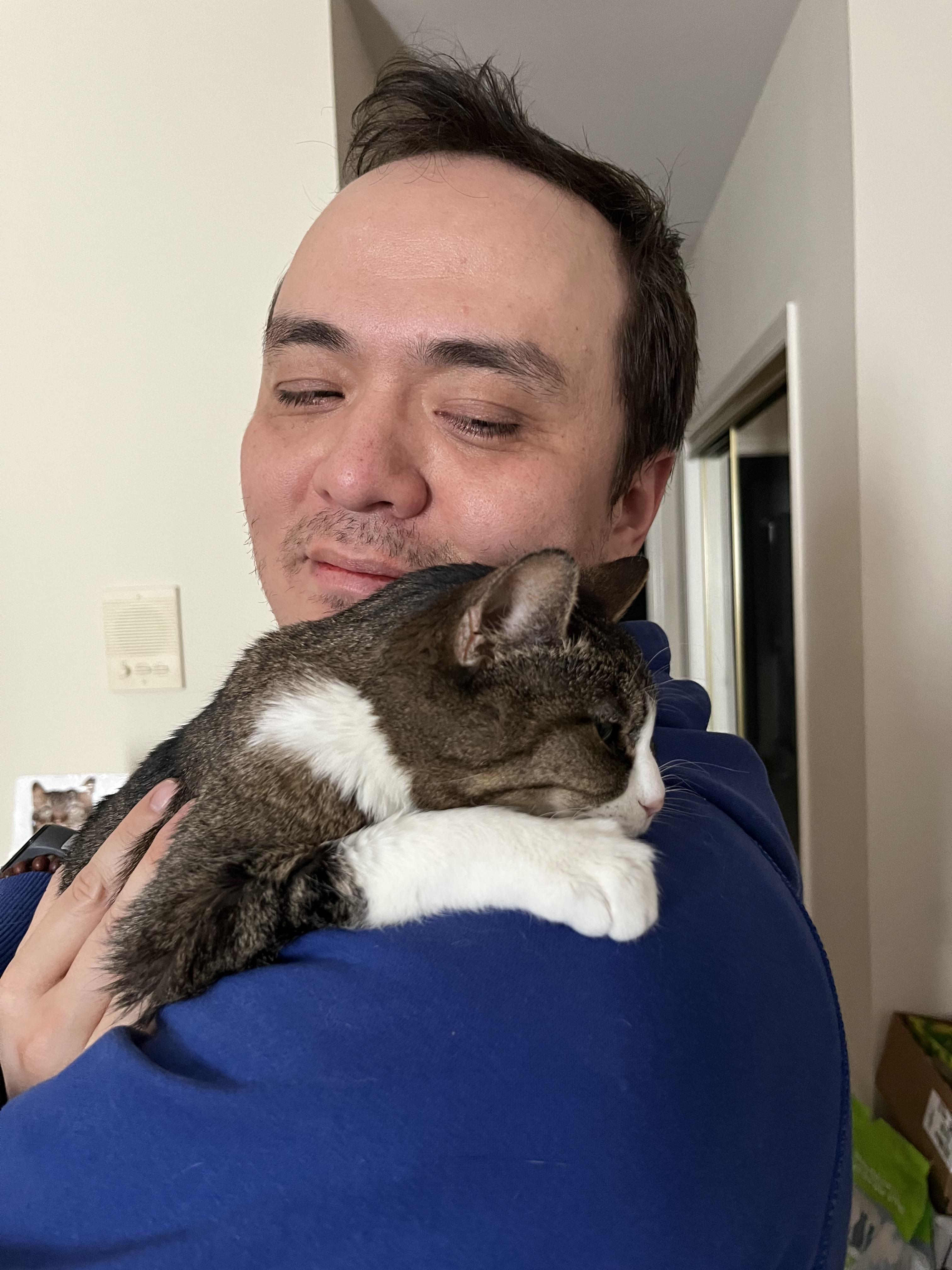 Enlarge Eloise, a ADOPTABLE Domestic Short Hair in Chicago, IL image 5/5