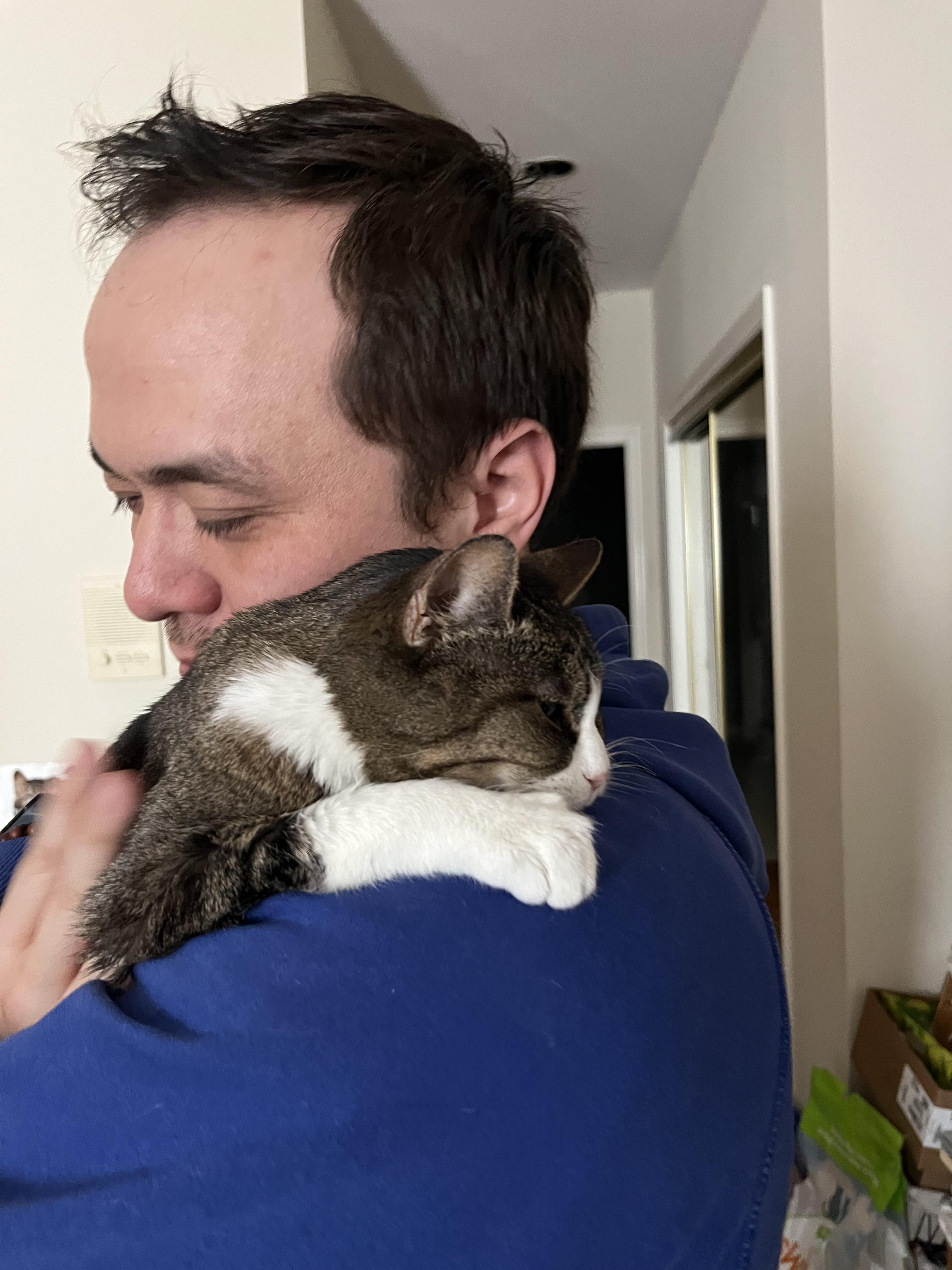 Enlarge Eloise, a ADOPTABLE Domestic Short Hair in Chicago, IL image 4/5