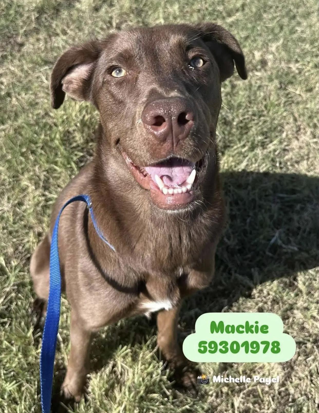 Mackie, Adoptable, Young Male Chocolate Labrador Retriever & Labrador Retriever.