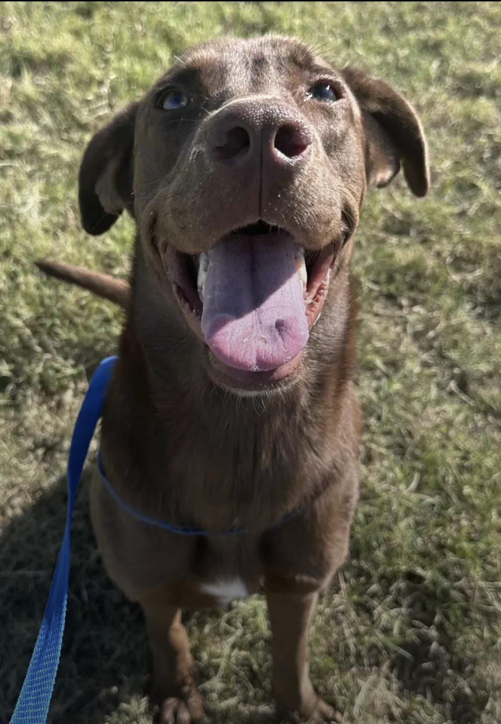 Mackie, a Adoptable mixed breed in Bethel, VT image 2/5