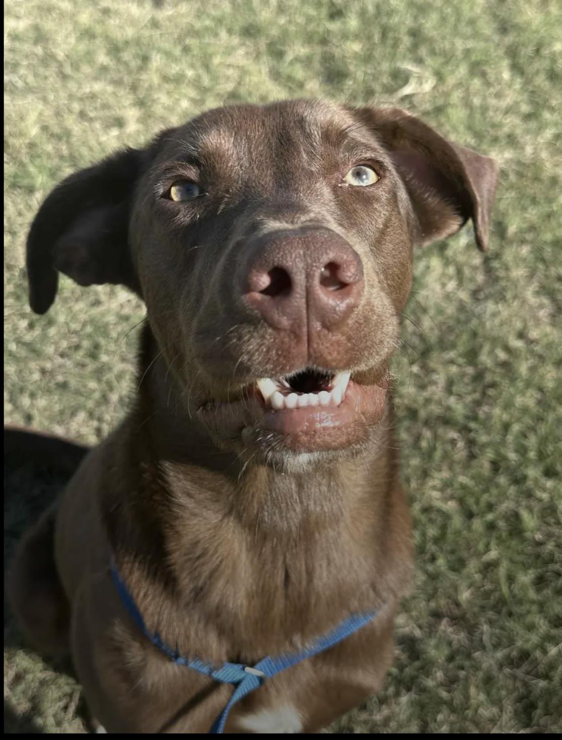 Mackie, a Adoptable mixed breed in Bethel, VT image 3/5