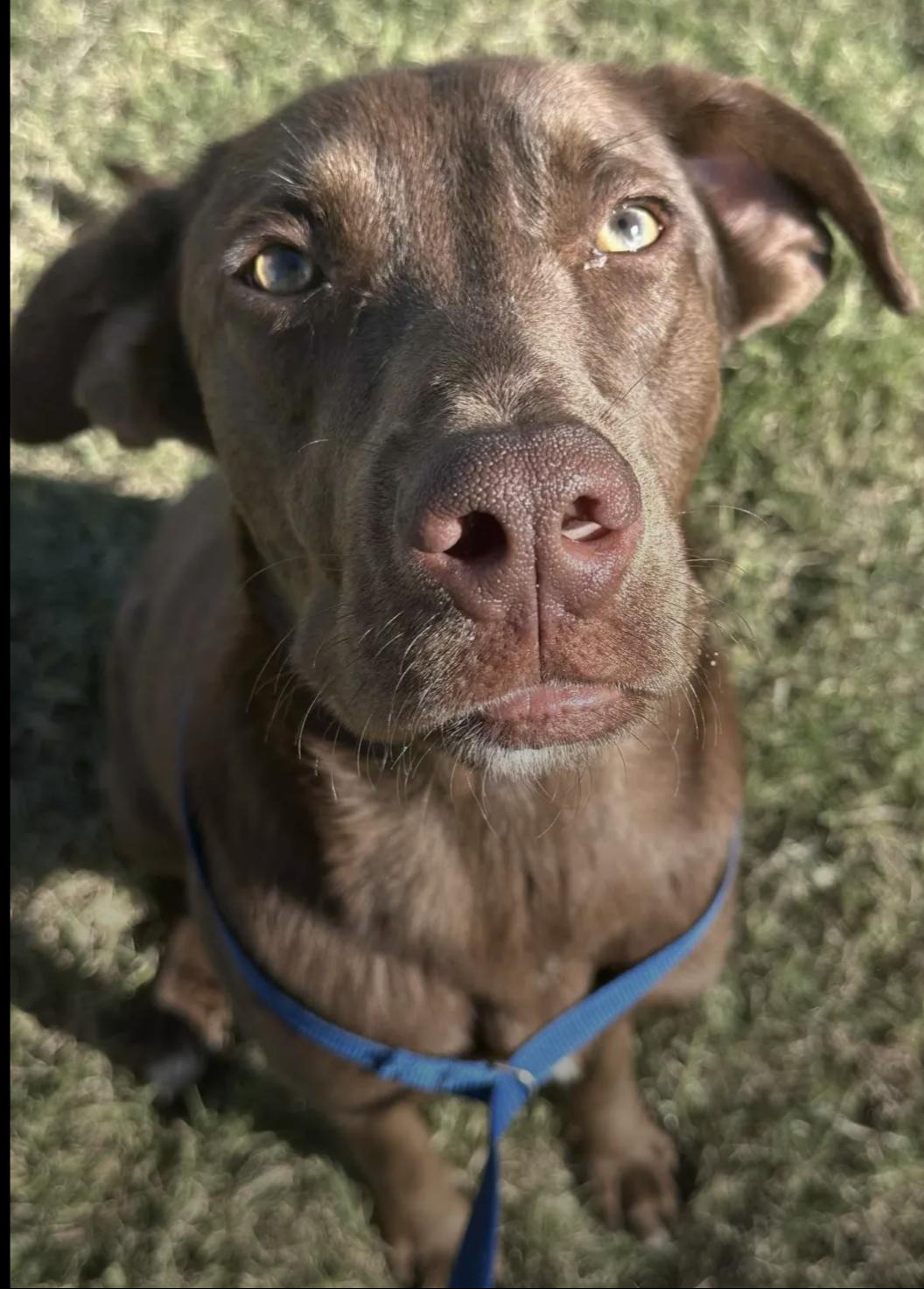 Mackie, a Adoptable mixed breed in Bethel, VT image 4/5
