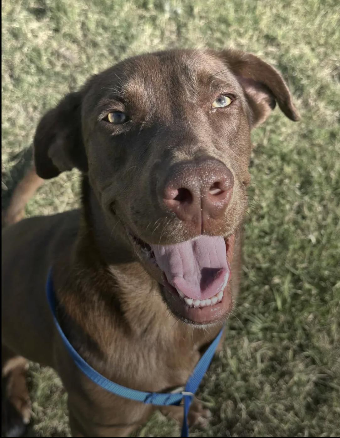Mackie, a Adoptable mixed breed in Bethel, VT image 5/5