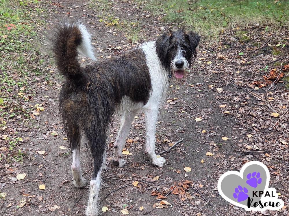 Buddah, Adoptable, Adult Male Poodle & Akita.