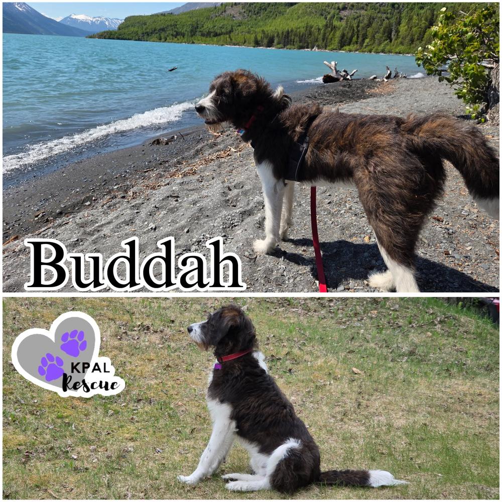 Buddah, Adoptable, Young Male Poodle & Akita.
