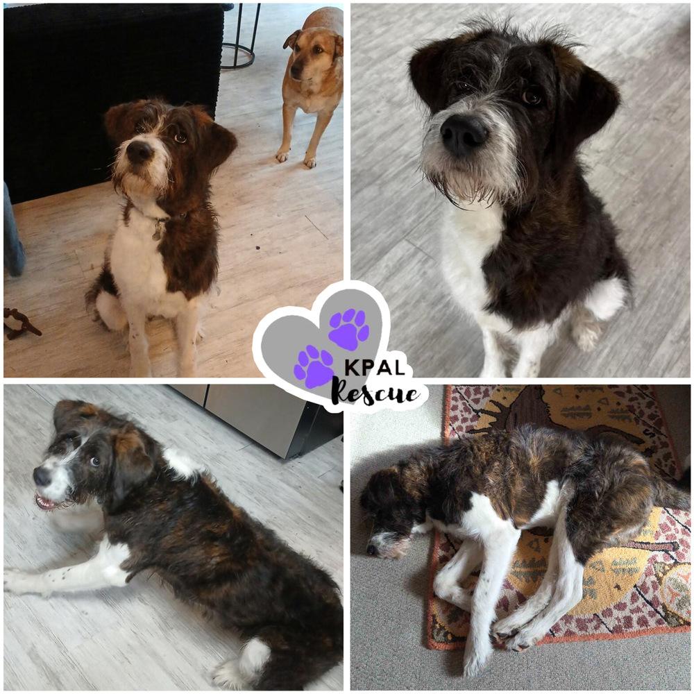 Enlarge Buddah, a Adoptable mixed breed in Kenai, AK image 1/1