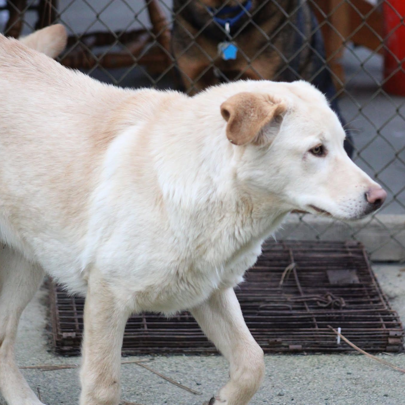 Blake, ADOPTABLE, Young Male Yellow Labrador Retriever.