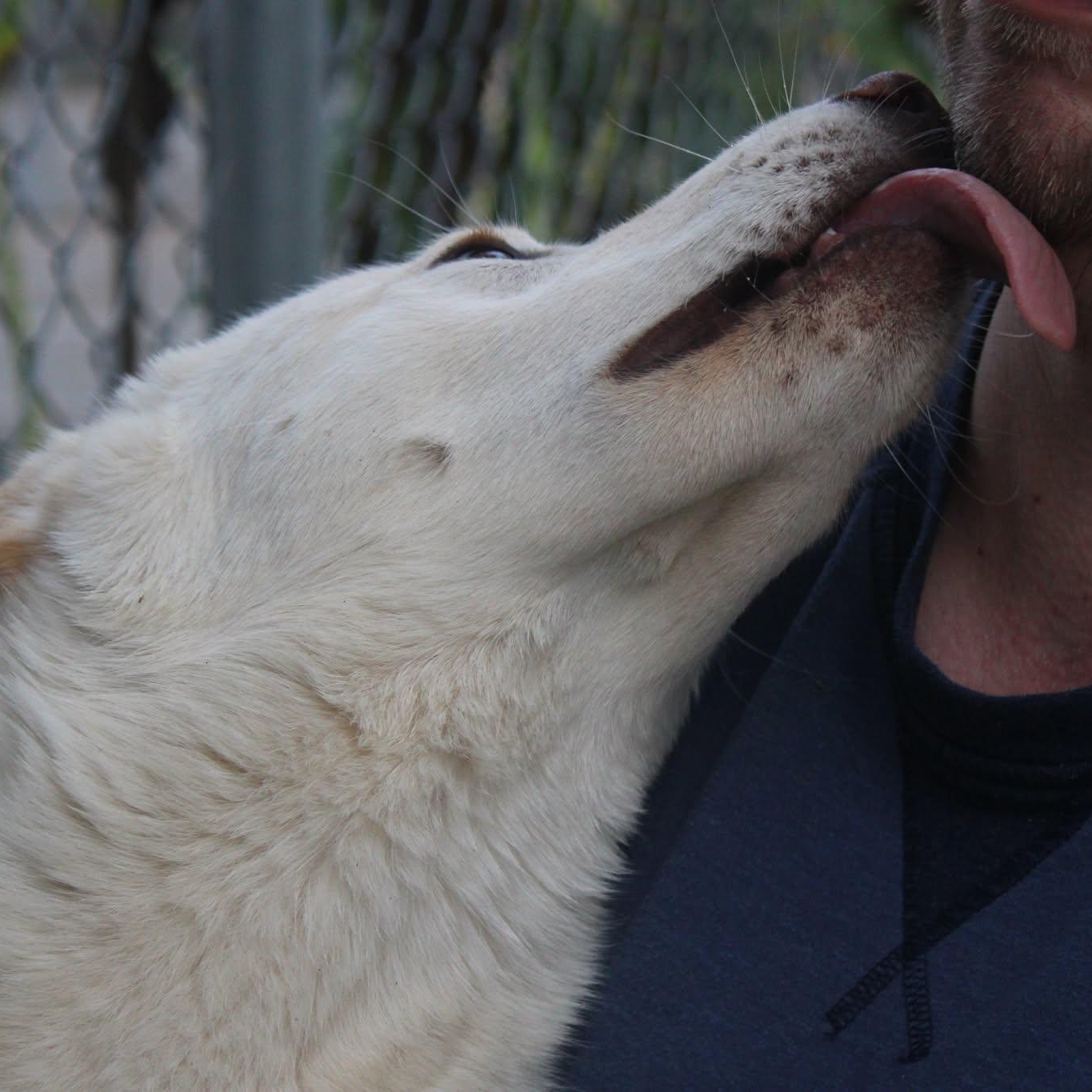 Enlarge Blake, a ADOPTABLE mixed breed in Weaverville, CA image 3/6