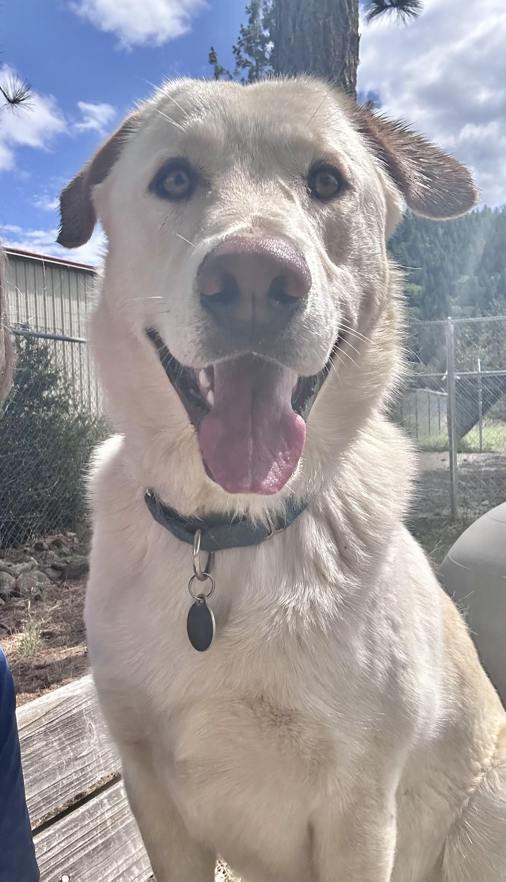 Blake, a ADOPTABLE mixed breed in Weaverville, CA image 4/6