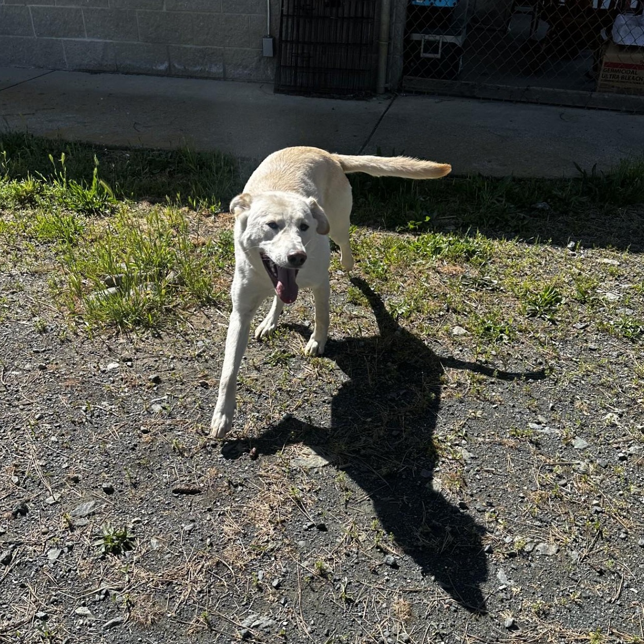 Blake, a ADOPTABLE mixed breed in Weaverville, CA image 6/6