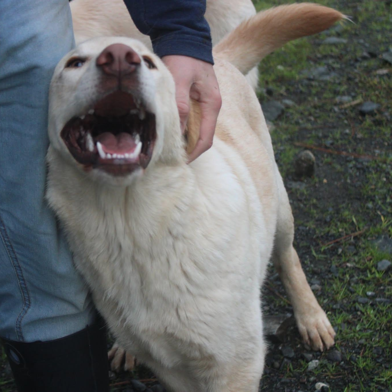 Enlarge Blake, a ADOPTABLE mixed breed in Weaverville, CA image 5/6