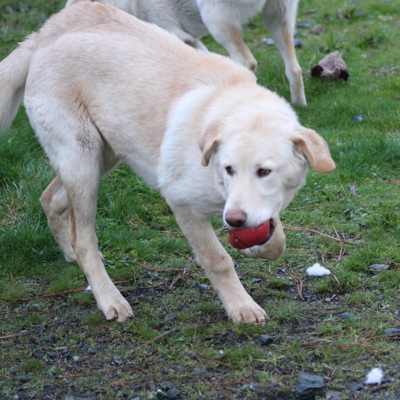 Enlarge Blake, a ADOPTABLE mixed breed in Weaverville, CA image 4/6