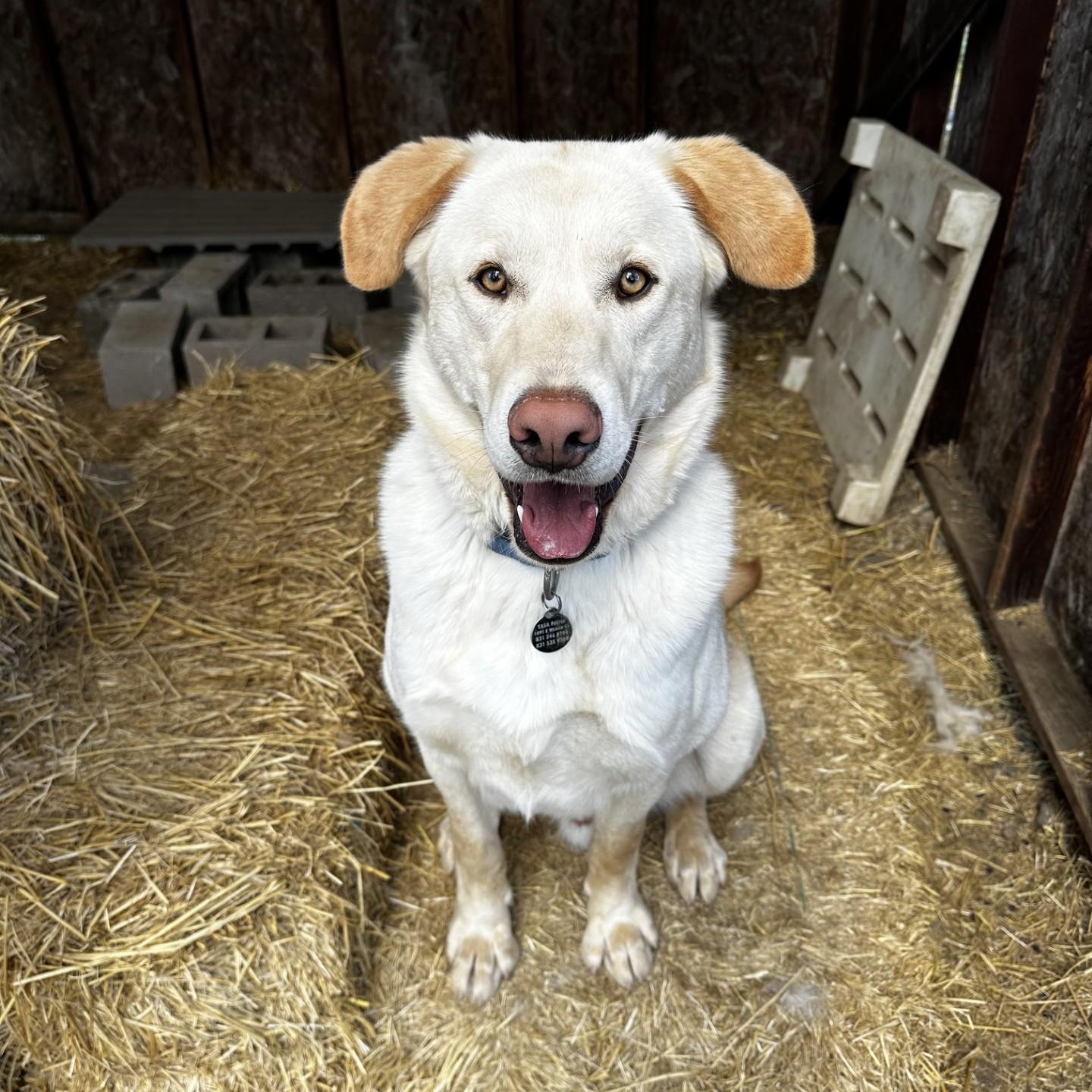 Blake, ADOPTABLE, Young Male Yellow Labrador Retriever.
