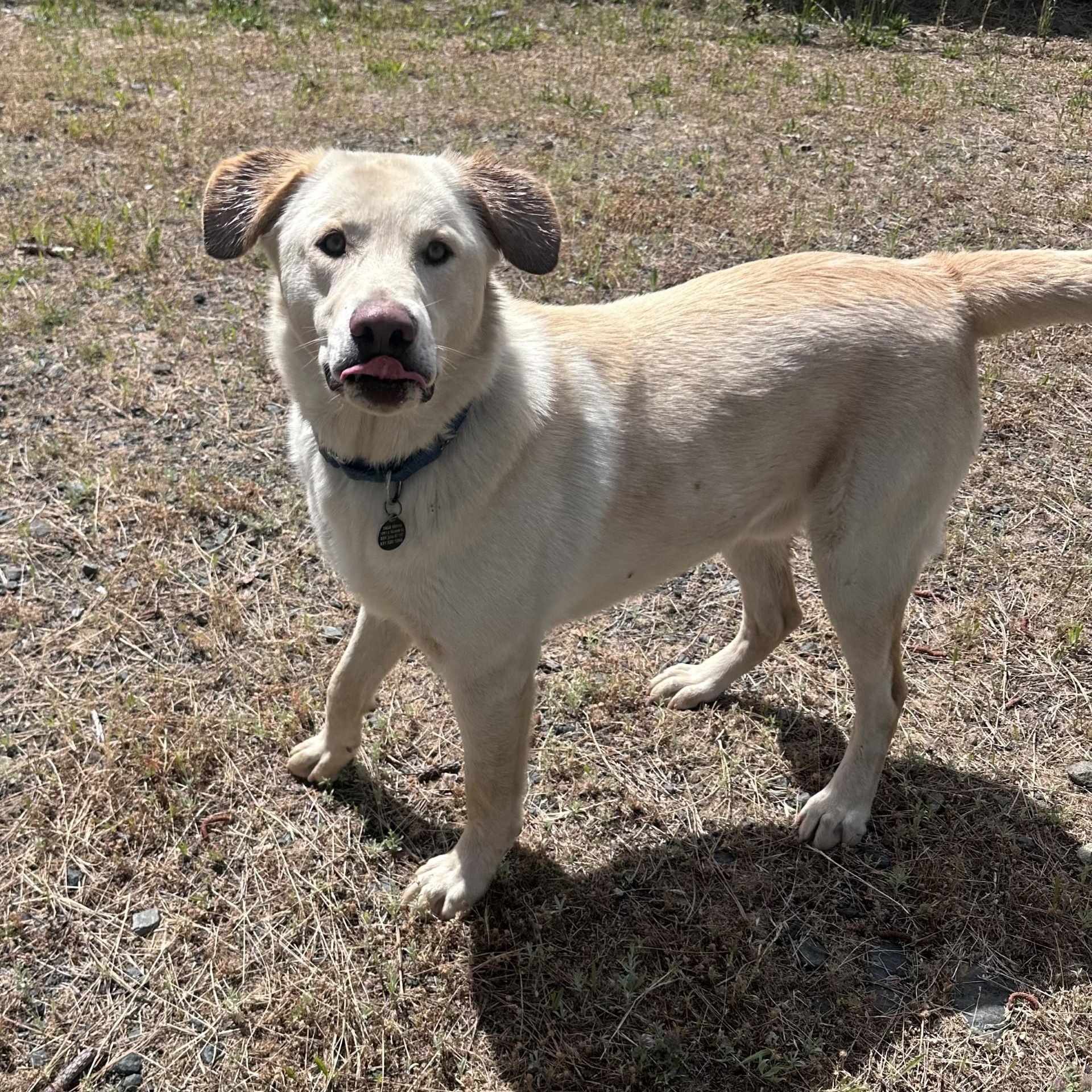 Blake, a ADOPTABLE mixed breed in Weaverville, CA image 1/6