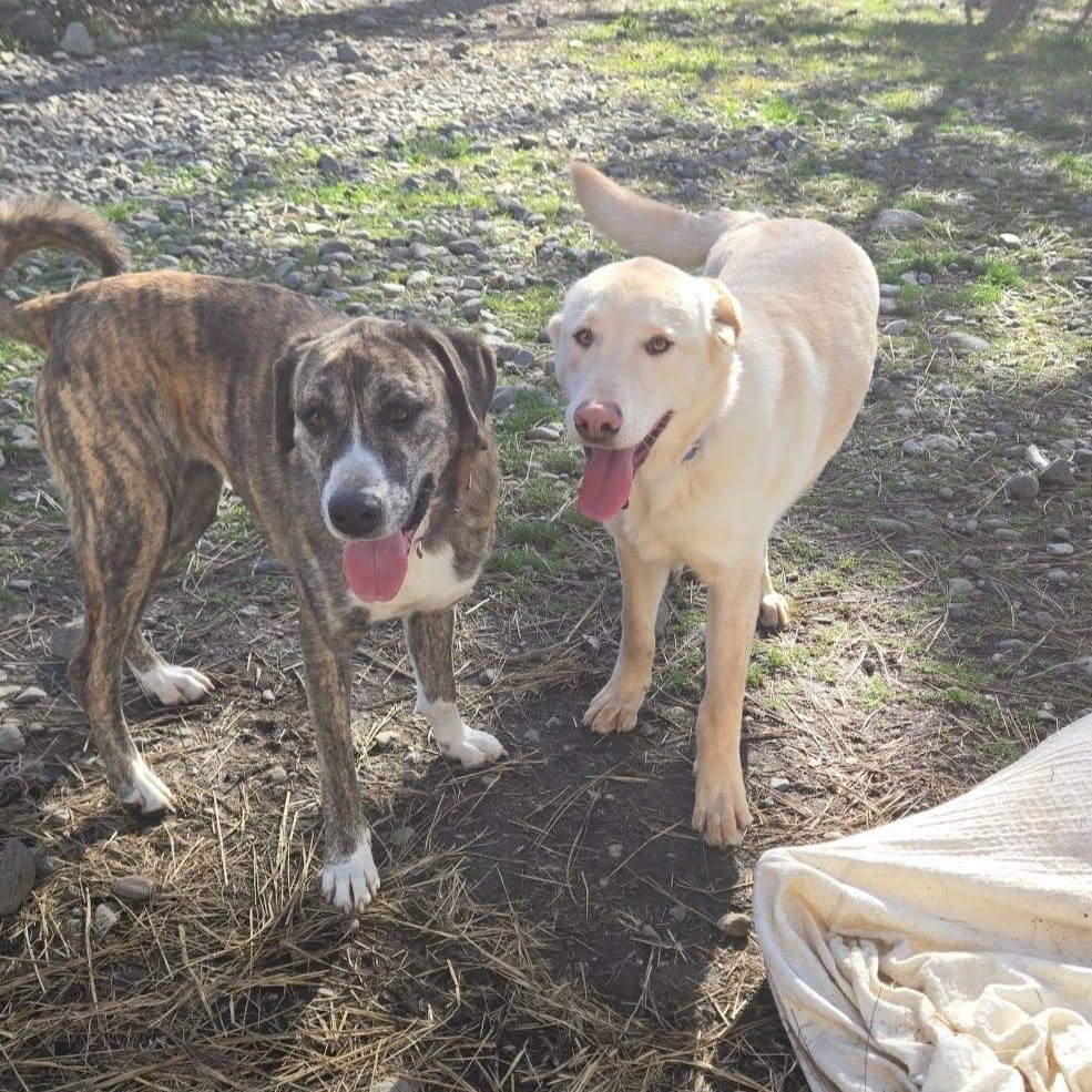 Enlarge Blake, a ADOPTABLE mixed breed in Weaverville, CA image 6/6