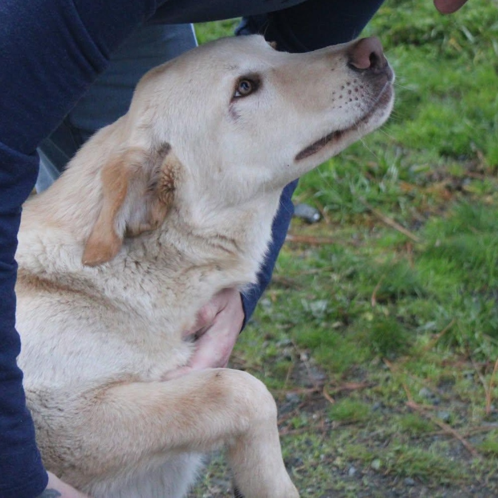 Enlarge Blake, a ADOPTABLE mixed breed in Weaverville, CA image 2/6