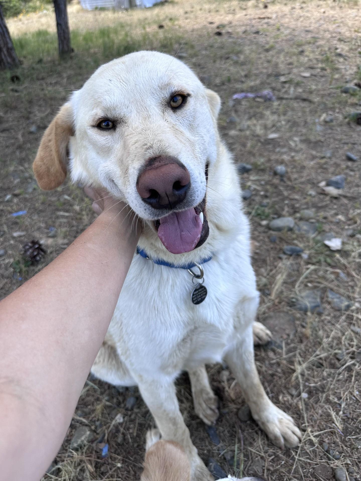 Blake, a ADOPTABLE mixed breed in Weaverville, CA image 3/6