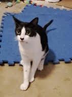 Sister, Adoptable, Young Female American Shorthair.