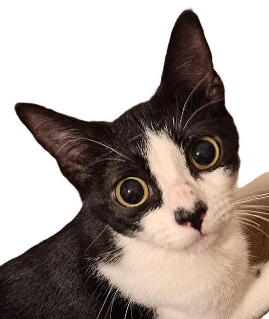 Enlarge Sister, a Adoptable American Shorthair in White Settlement, TX image 2/2