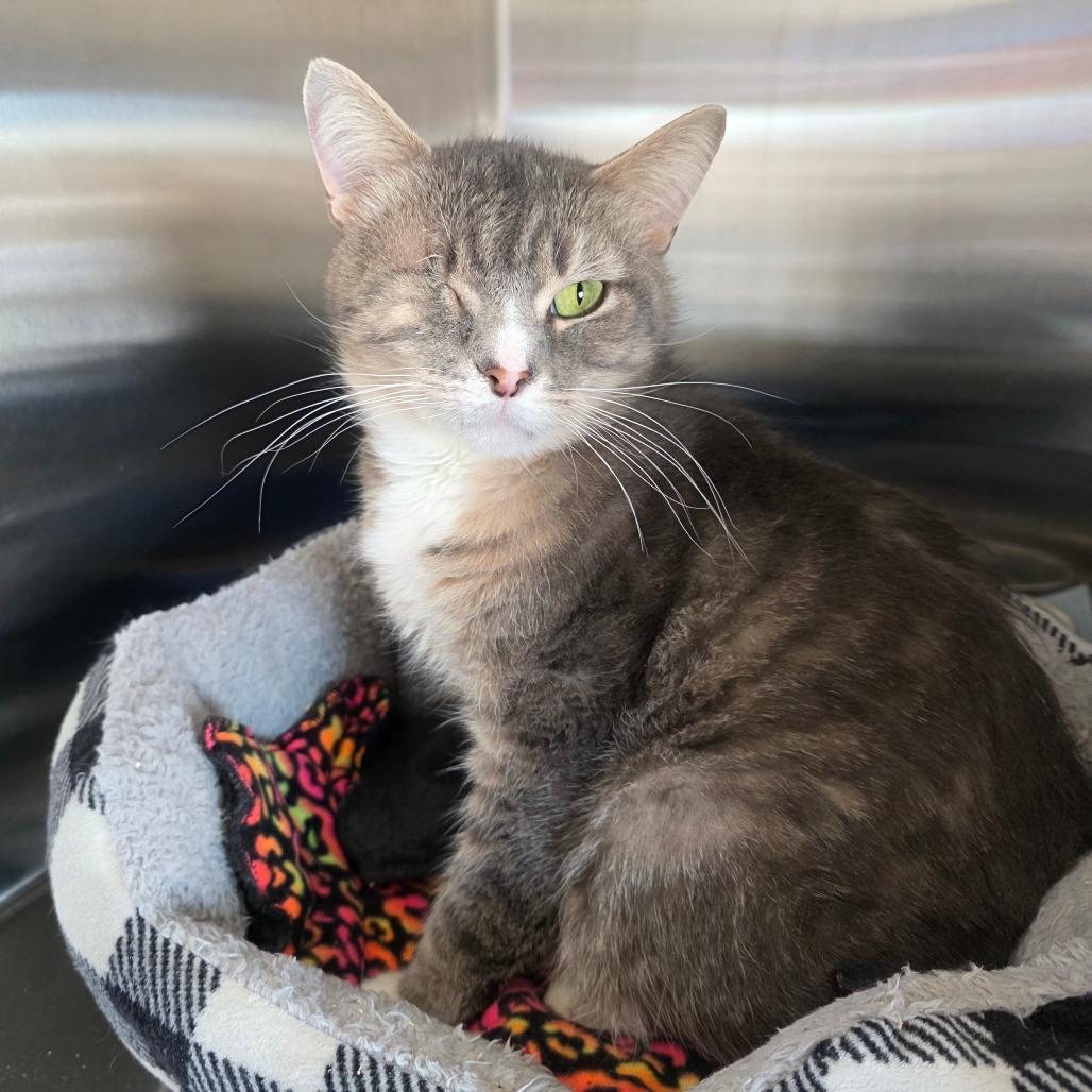 Meatball, adopted, Senior Male Domestic Short Hair.